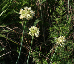 Oriental yellow chive (Allium condensatum)