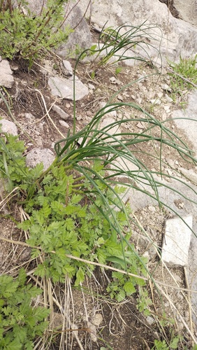 Oriental yellow chive (Allium condensatum)