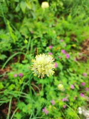 Oriental yellow chive (Allium condensatum)