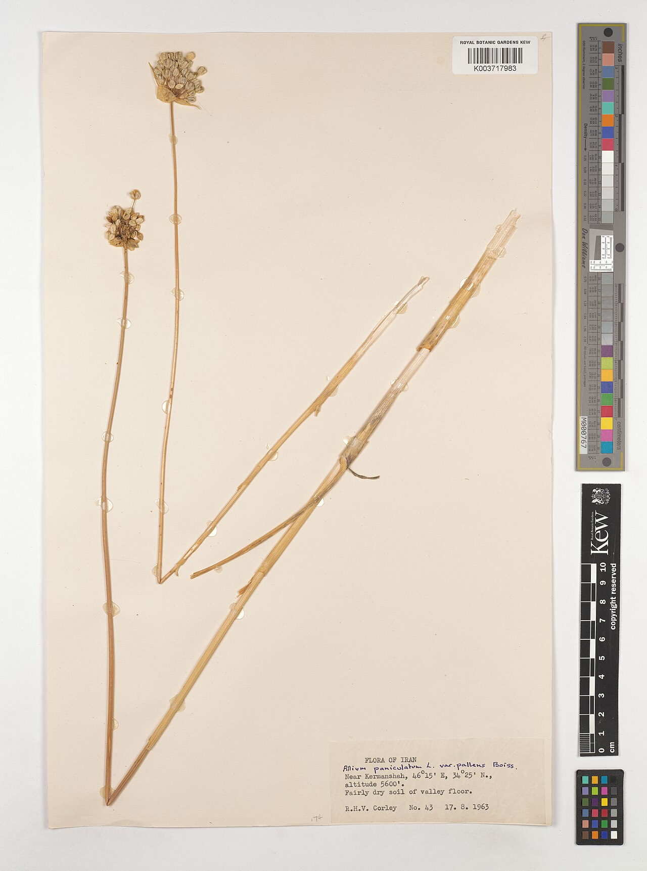 Allium convallarioides: Allium convallarioides — Herbarium specimen from Iran. Collected by Corley, R.H.V. (1963-08-17). Recorded in GBIF occurrence 5220570425 .