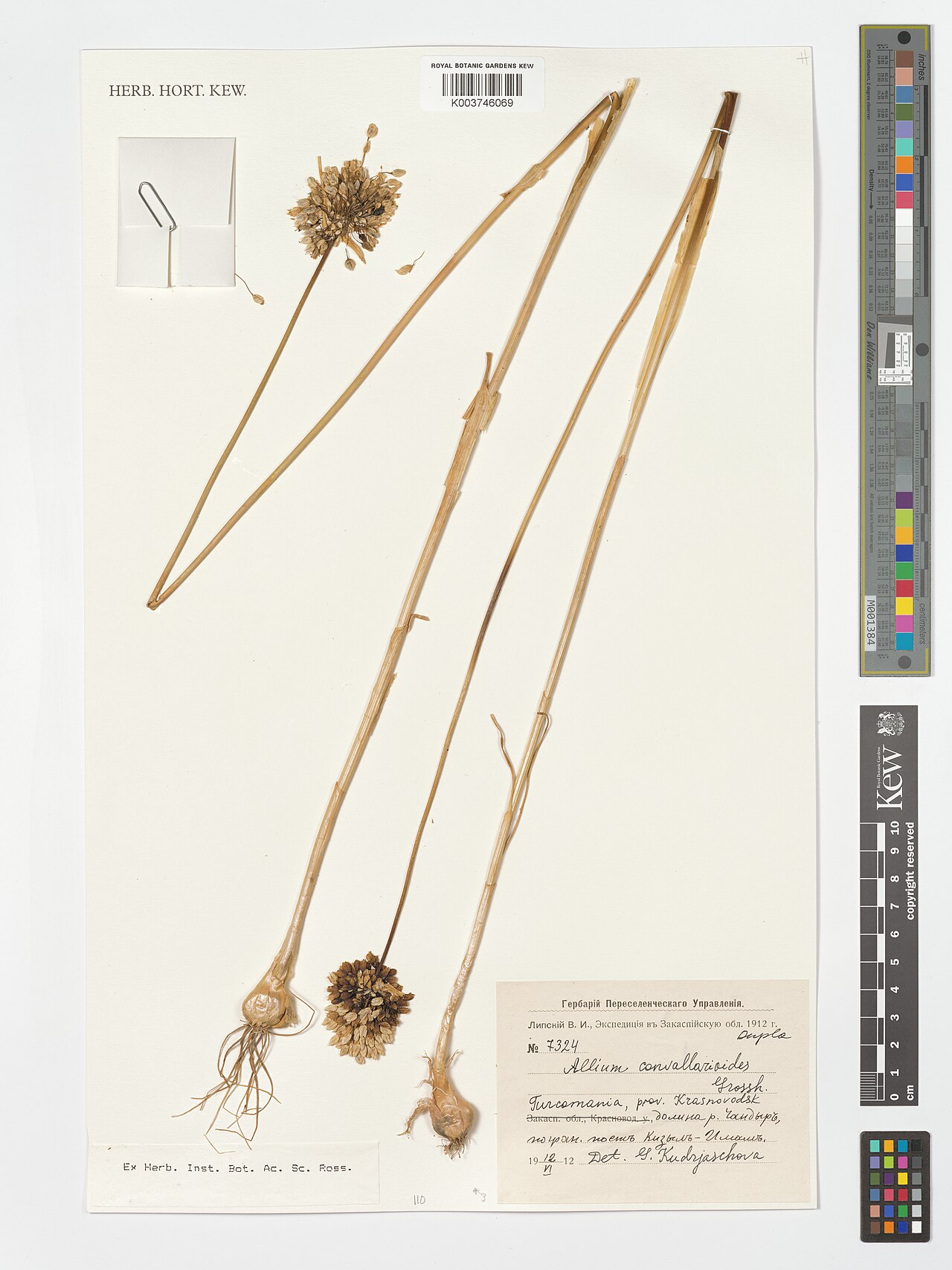 Allium convallarioides: Allium convallarioides — Herbarium specimen from Turcomania, Prov. Krasnovodsk, Turkmenistan. Collected by s.coll. (1912-06-12). Recorded in GBIF occurrence 495