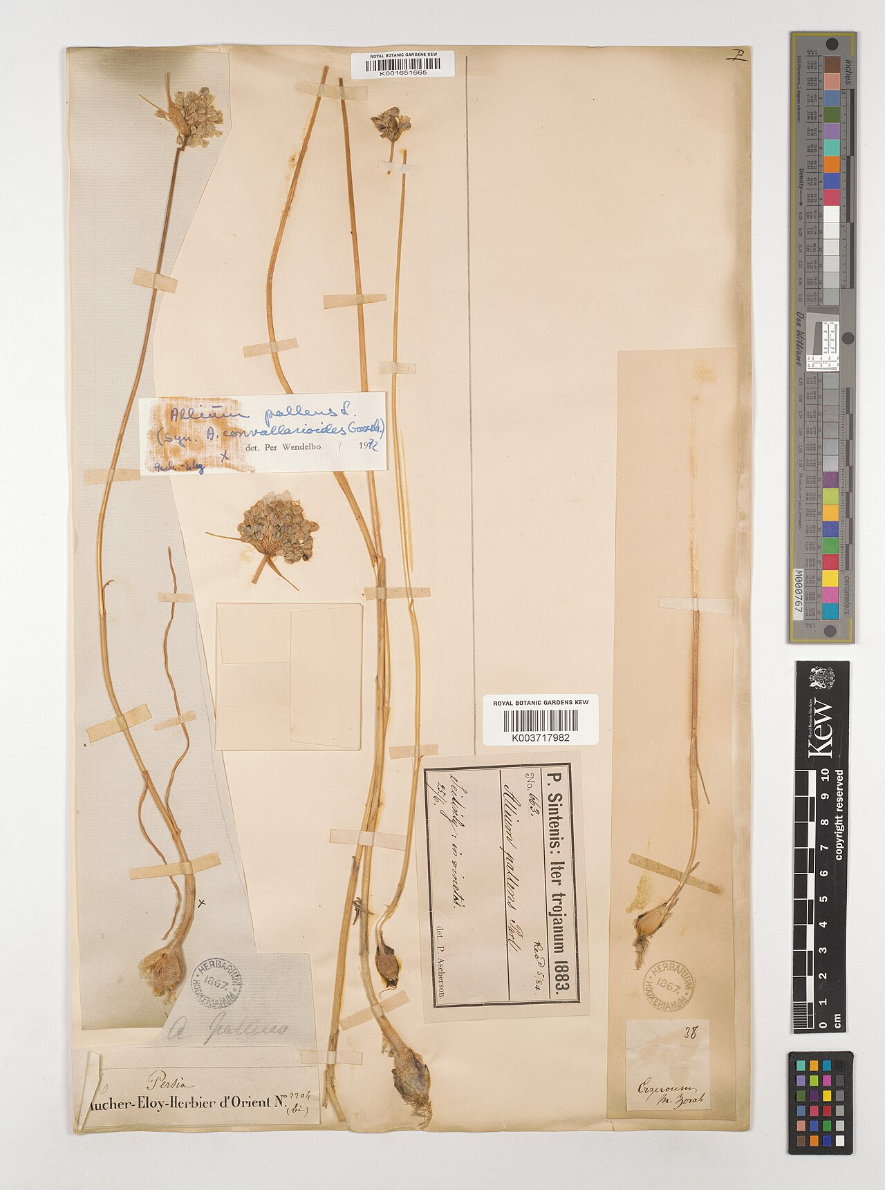 Allium convallarioides: Allium convallarioides — Herbarium specimen from Seitinly, in vinetis, Iran. Collected by Sintenis, P. (1883-06-25). Recorded in GBIF occurrence 5220596433 .