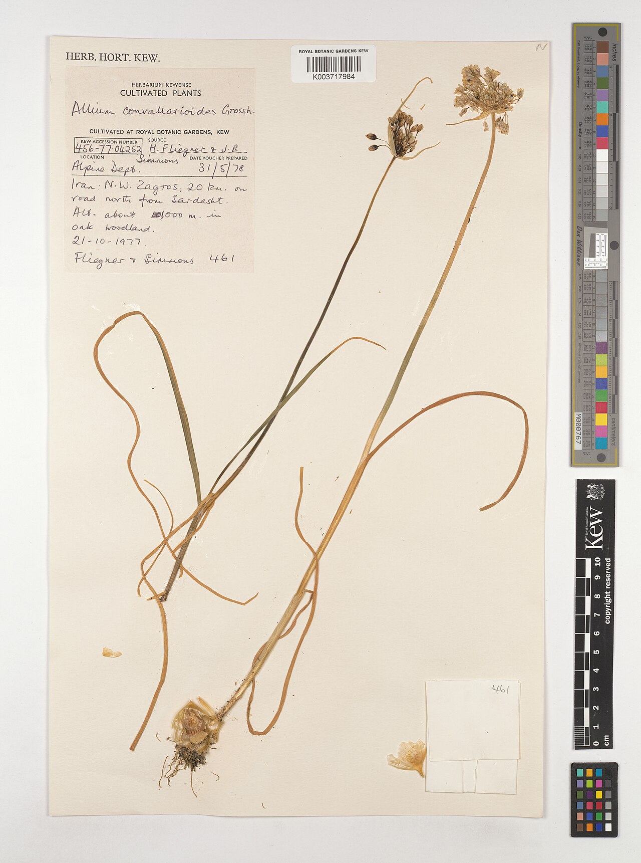 Allium convallarioides: Allium convallarioides — Herbarium specimen from N.W. Zagros, 20 km. on road north from Sardasht, Iran. Collected by Fliegner; Simmons (1977-10-21). Recorded in