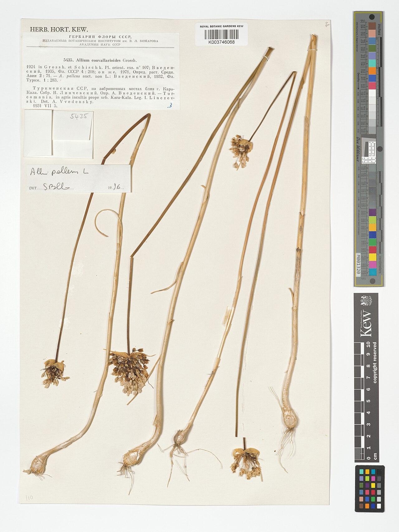 Allium convallarioides: Allium convallarioides — Herbarium specimen from Turcomania, in agris incultis prope urb. Kara-Kala., Turkmenistan. Collected by Linczevski, I. (1931-07-05). Re