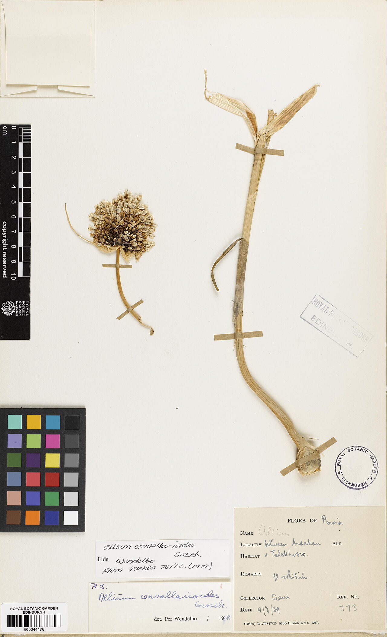 Allium convallarioides: Allium convallarioides — Herbarium specimen from Between Ardakan & Telekhosus, Iran. Collected by Davis, Peter Hadland (1939-08-09). Recorded in GBIF occurrence