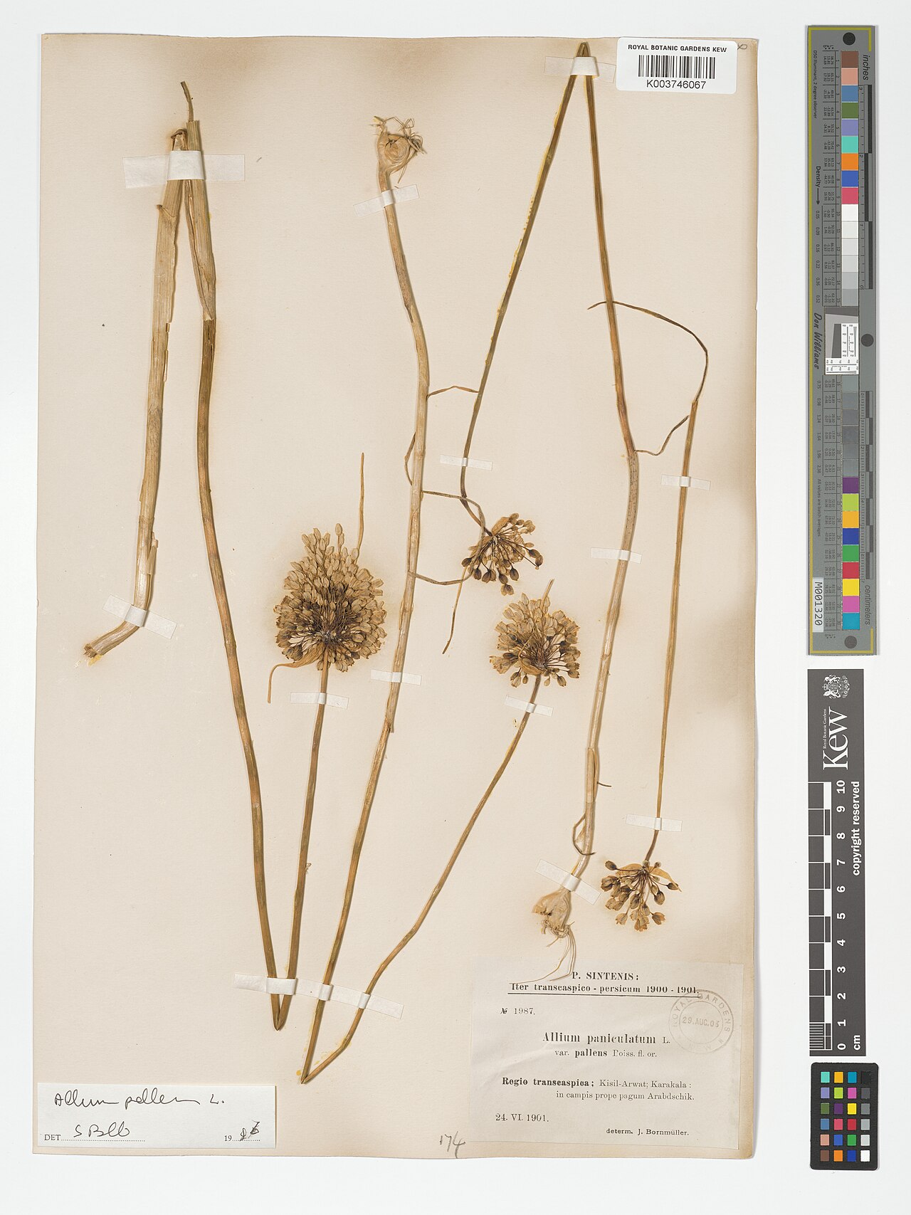 Allium convallarioides: Allium convallarioides — Herbarium specimen from Regio transcaspica, Kisil-Arwat; Karakala, in campis prope pagum Arabdschik., Turkmenistan. Collected by Sinten