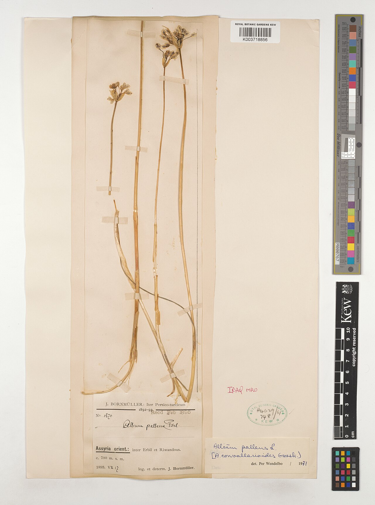 Allium convallarioides: Allium convallarioides — Herbarium specimen from MRO; Assyria orient., inter Erbil et Riwandous., Iraq. Collected by Bornmüller, J. (1893-07-17). Recorded in GB