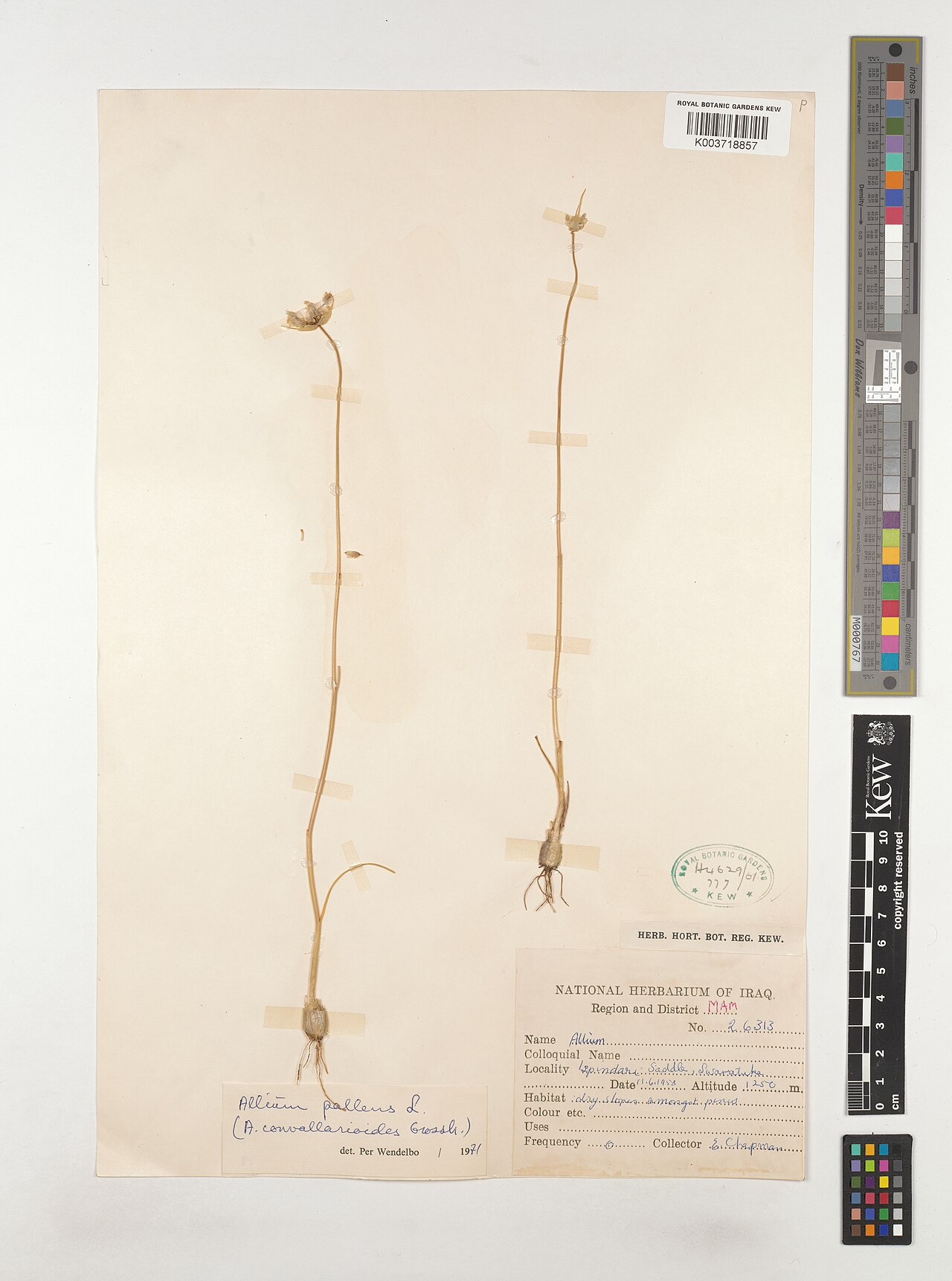 Allium convallarioides: Allium convallarioides — Herbarium specimen from Region and District MAM; Ispindari, Saddlem Swaratuka, Iraq. Collected by Chapman, E. (1958-06-11). Recorded in