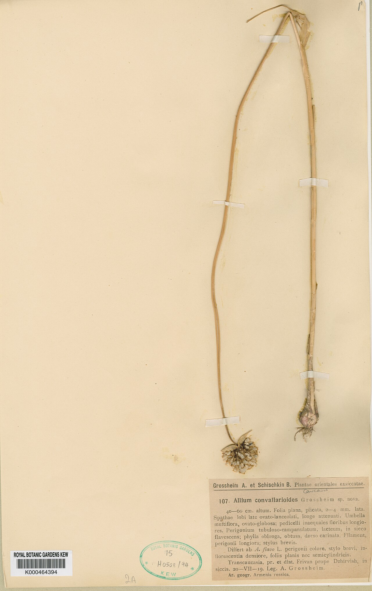 Allium convallarioides: Allium convallarioides — Herbarium specimen from Tramscaucasia, pr. et dist. Frivan prope Szhirvish, in siccis. Ar. geogr. Armenia rossica. Caucasus, Armenia. C