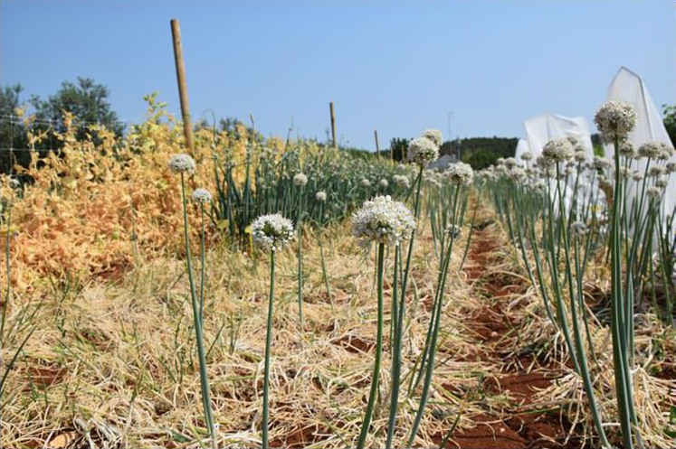Saint John’s onion: Allium × cornutum (syn. Allium cepa var. viviparum) flowering in the field
