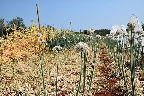Saint John’s onion: Allium × cornutum (syn. Allium cepa var. viviparum) flowering in the field