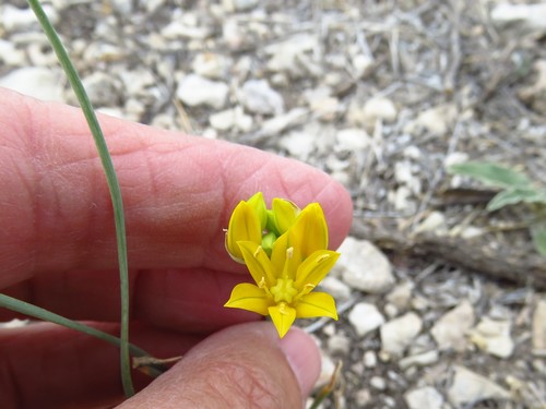 Yellowflower onion (Allium coryi)