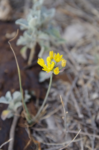 Yellowflower onion (Allium coryi)