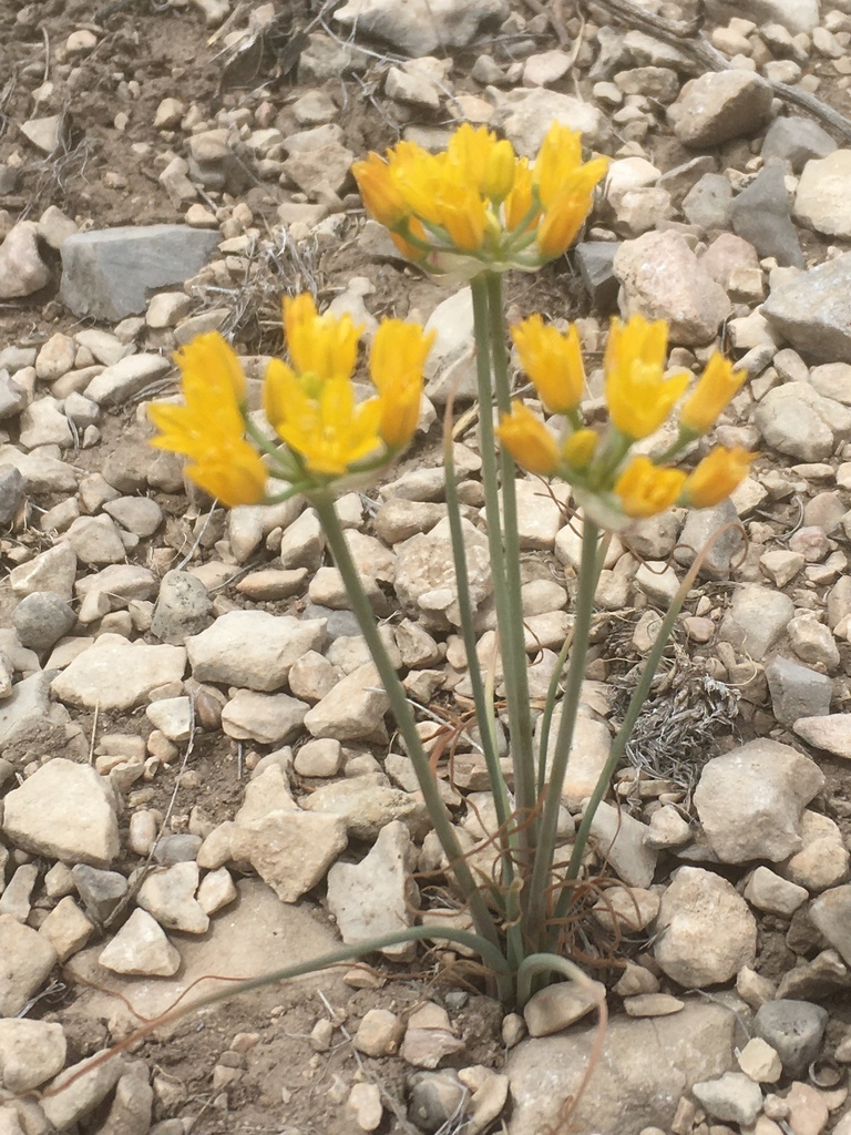 Yellowflower onion (Allium coryi)