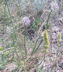 Allium cretaceum (Allium cretaceum)