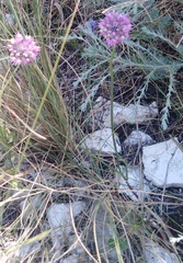 Allium cretaceum (Allium cretaceum)