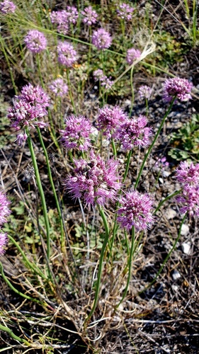 Allium cretaceum (Allium cretaceum)