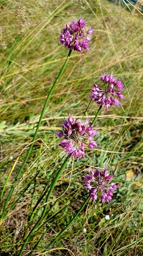Allium cretaceum (Allium cretaceum)