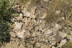 Allium cretaceum (Allium cretaceum)
