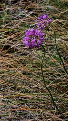 Allium cretaceum (Allium cretaceum)