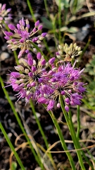 Allium cretaceum (Allium cretaceum)