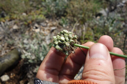 Allium cretaceum (Allium cretaceum)