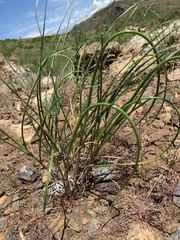 Allium cretaceum (Allium cretaceum)
