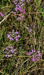 Allium cretaceum (Allium cretaceum)