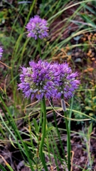Allium cretaceum (Allium cretaceum)