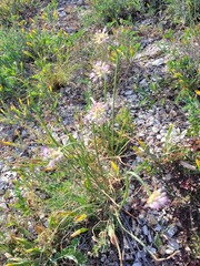 Allium cretaceum (Allium cretaceum)
