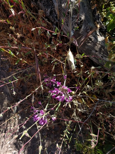 Crinkled onion (Allium crispum)