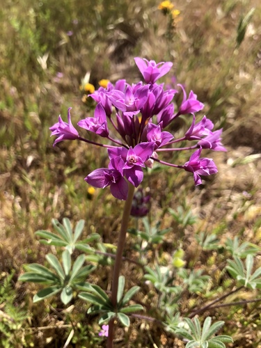 Crinkled onion (Allium crispum)