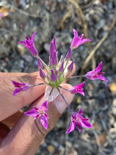 Crinkled onion (Allium crispum)