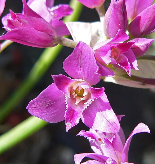Crinkled onion (Allium crispum)