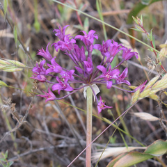 Crinkled onion (Allium crispum)