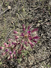 Crinkled onion (Allium crispum)