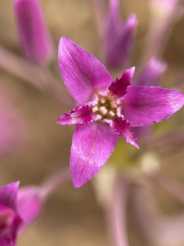 Crinkled onion (Allium crispum)