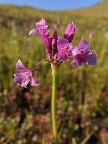 Crinkled onion (Allium crispum)