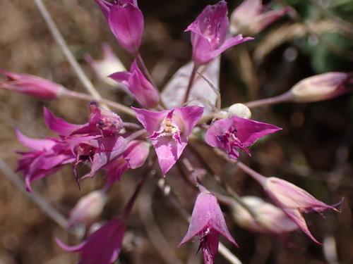 Crinkled onion (Allium crispum)