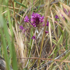 Crinkled onion (Allium crispum)