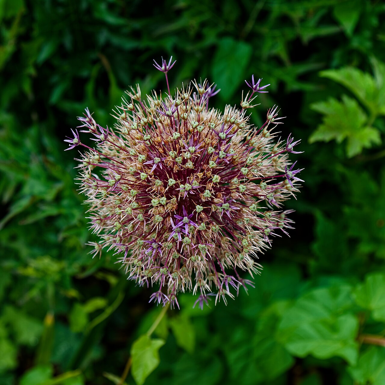 Persian onion: Allium cristophii (Persian onion or star of Persia), at Harlow Museum & Walled Gardens, in Harlow , Essex , England. To see the most relevant allied photos, cli
