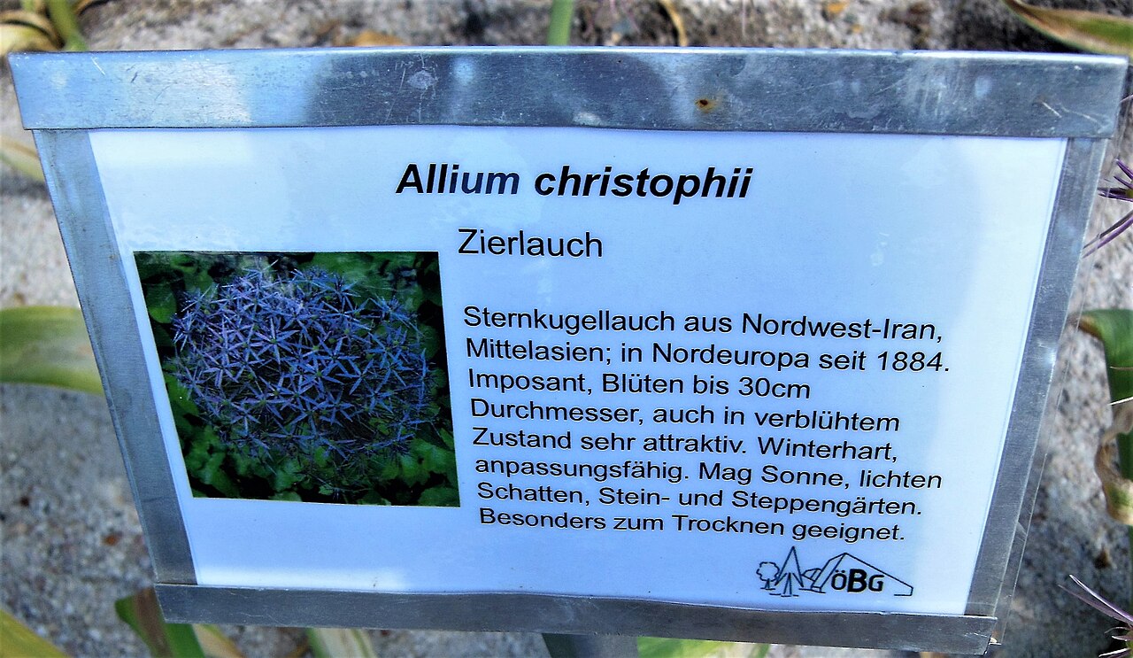 Persian onion: Infotafel Zierlauch Allium christophii
