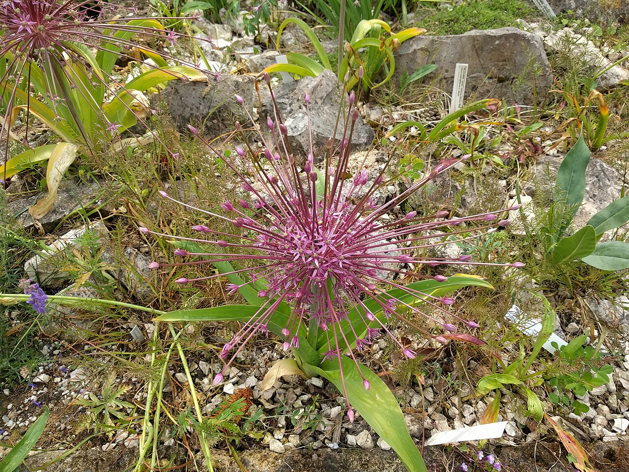 Persian onion: Allium cristophii in Botanical garden, Leiden