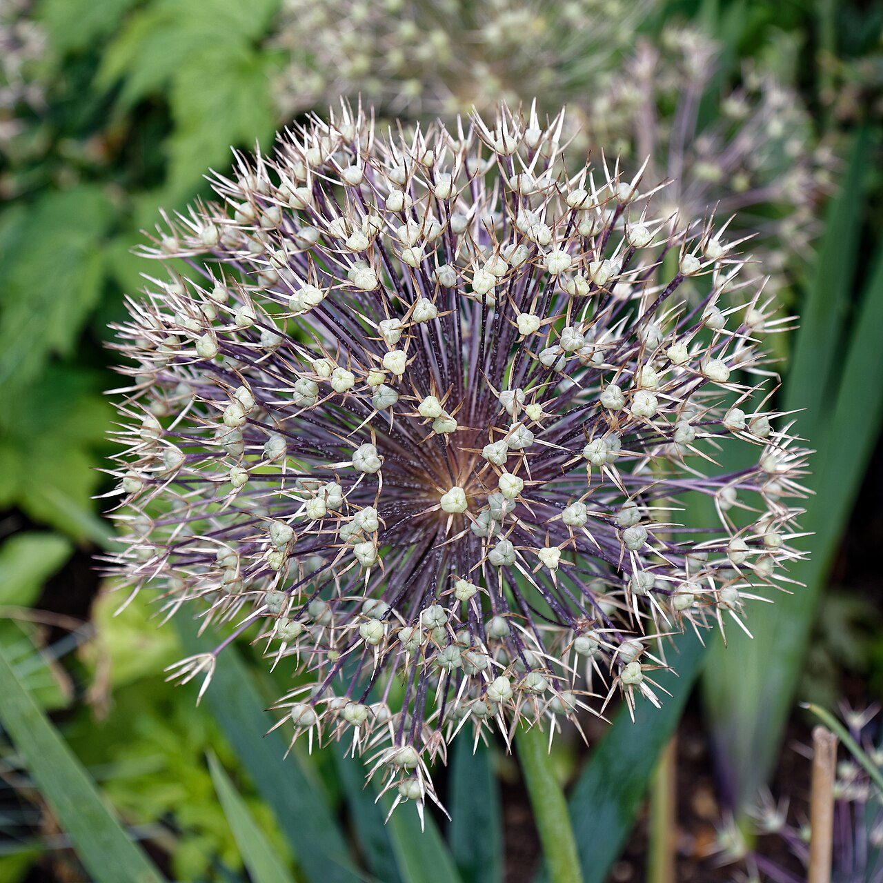 Persian onion: Seed head of Allium cristophii (aka: Allium albopilosum ; Star of Persia; Persian onion) in Essex , England. Camera : Canon EOS 6D with Canon EF 24-105mm F4L IS
