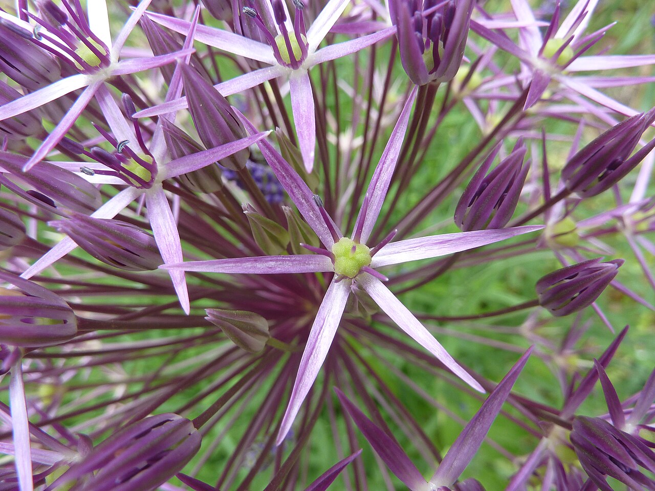 Persian onion: Taken in the Cambridge University Botanic Garden