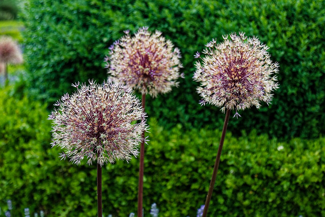 Persian onion: Allium cristophii (Persian onion or star of Persia), at Harlow Museum & Walled Gardens, in Harlow , Essex , England. To see the most relevant allied photos, cli