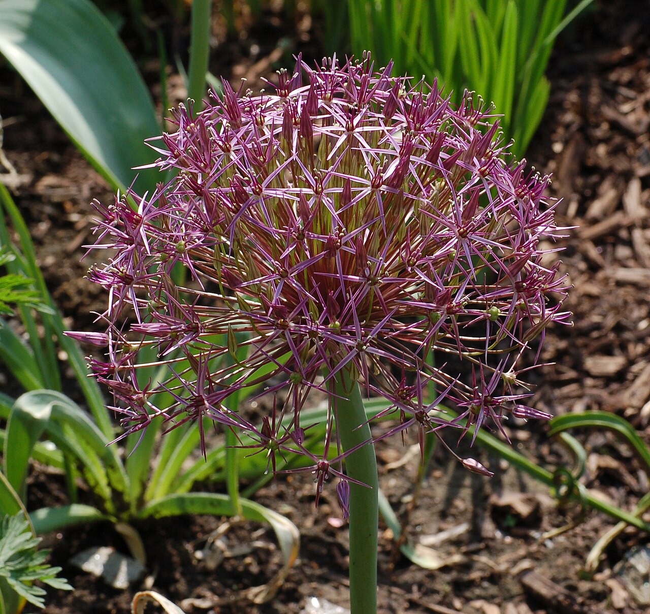 Persian onion: Picture of a flower head of an unidentified Allium en . Photo taken in the Pond Garden Bed 2 at the Chanticleer Garden . Allium christophii 'Rien Poortvliet' Ca