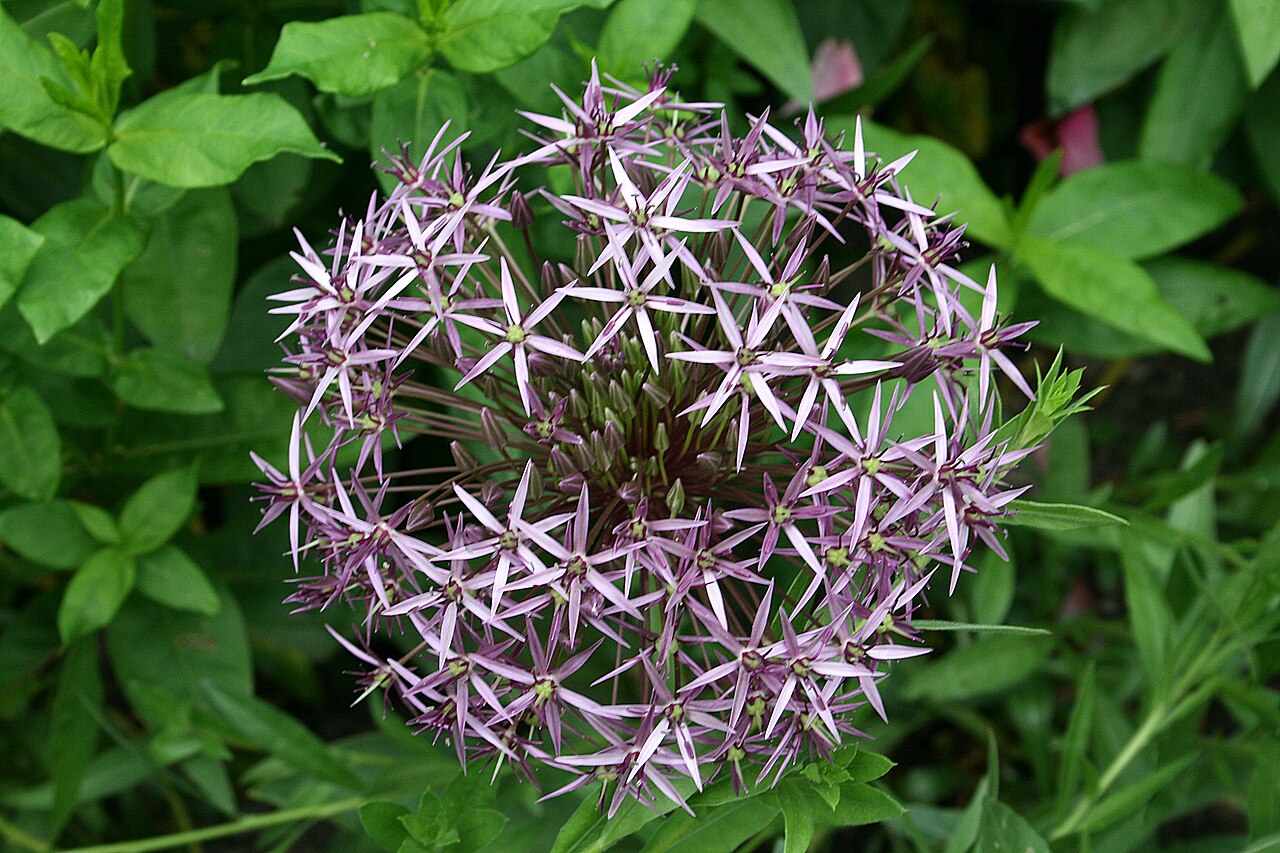 Persian onion: Star of Persia