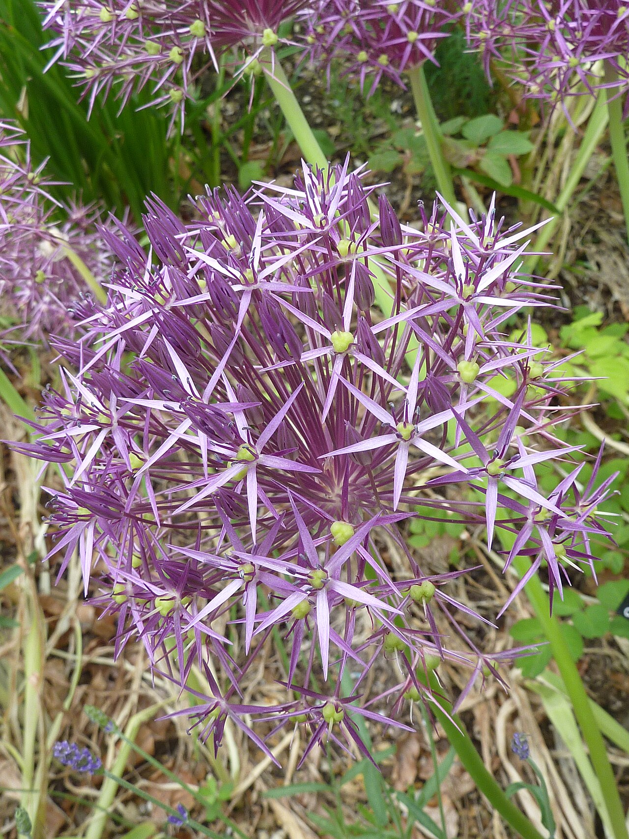 Persian onion: Taken in the Cambridge University Botanic Garden