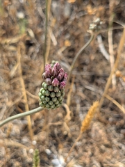 Allium curtum (Allium curtum)